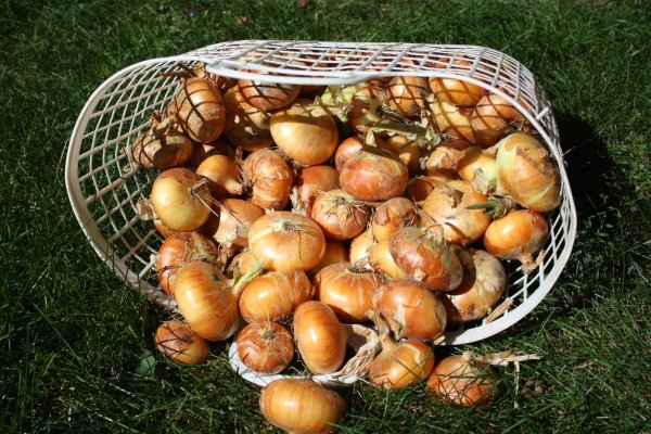 Кракен шеринг
