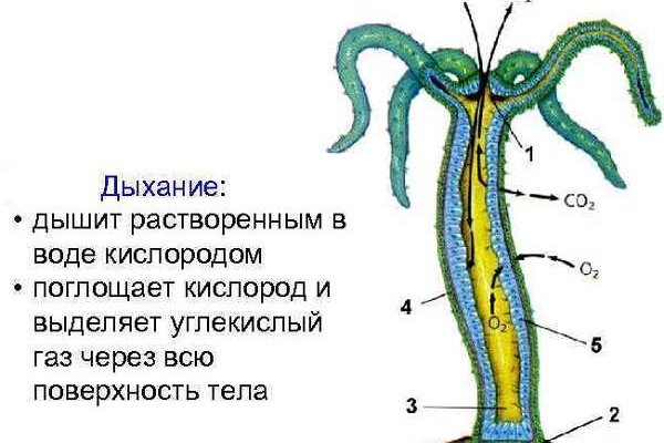 Кракен ссылка store