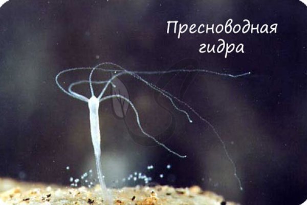 Рабочий сайт kraken
